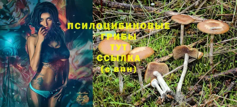 Псилоцибиновые грибы Magic Shrooms  даркнет сайт  Канск 